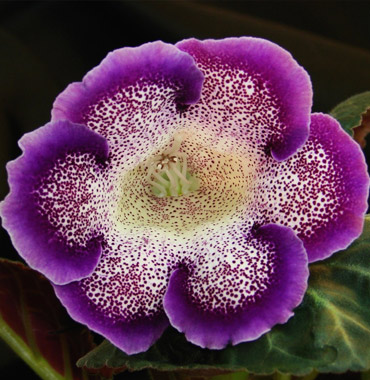 Gerbera rouge — Carole Fleurs