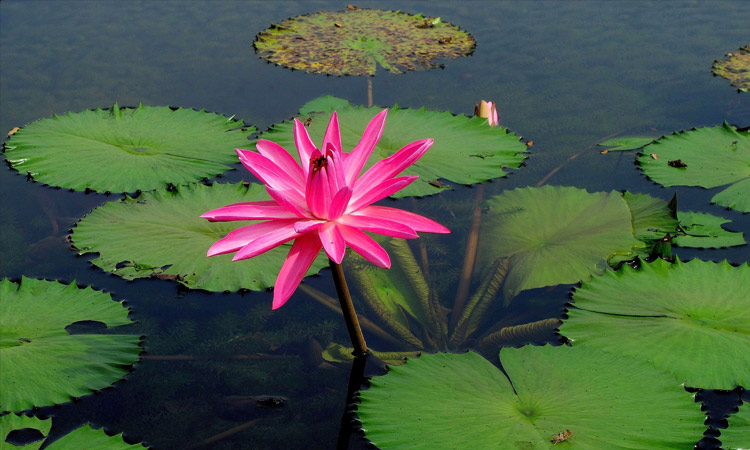 Plante aquatique — Carole Fleurs