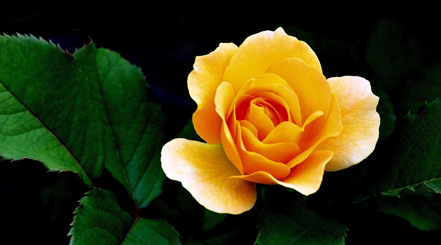 Fleurs blanches — Carole Fleurs