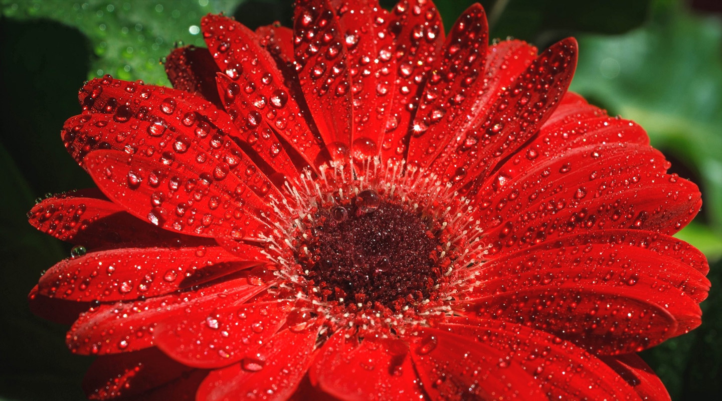 Bouquet de fleurs fraîches composé par Carole Fleurs, Martigny